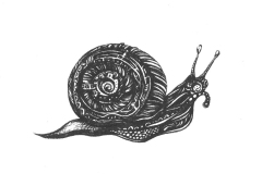 Snail