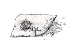 Sketched Rose